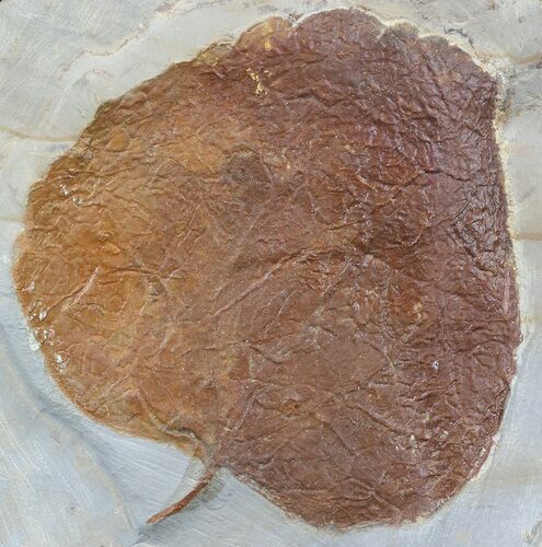 Fossil Leaf (Zizyphoides flabellum) - Montana #52241